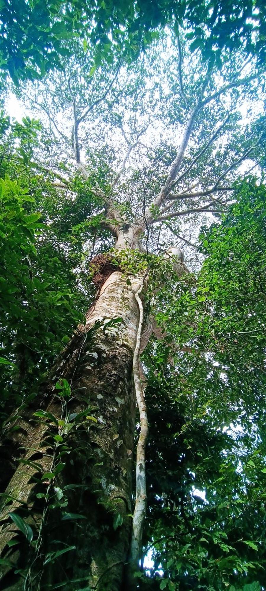 Hotel Ecologico Makalombia La Macarena Exterior foto